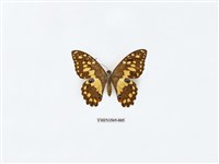 藏品(花鳳蝶)的圖片